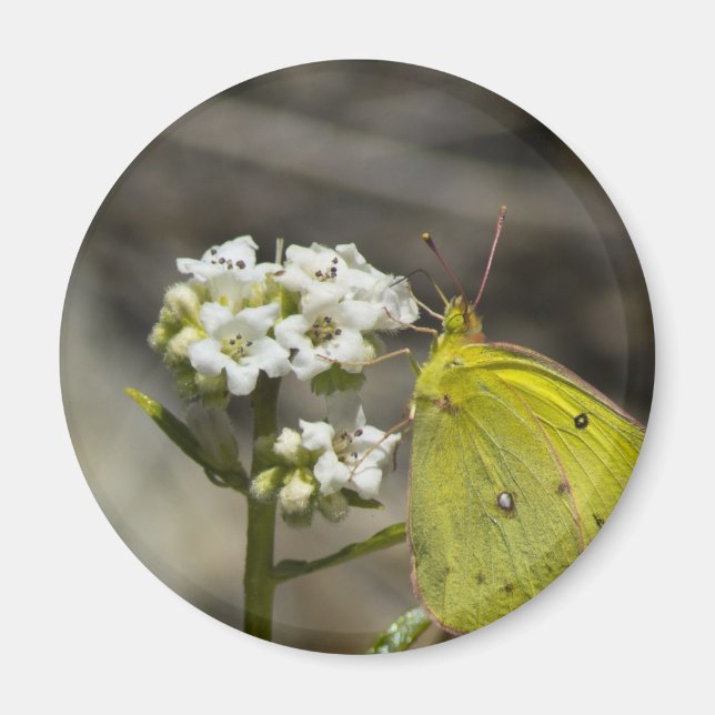 Gult Butterfly Magnet (Framsidan)