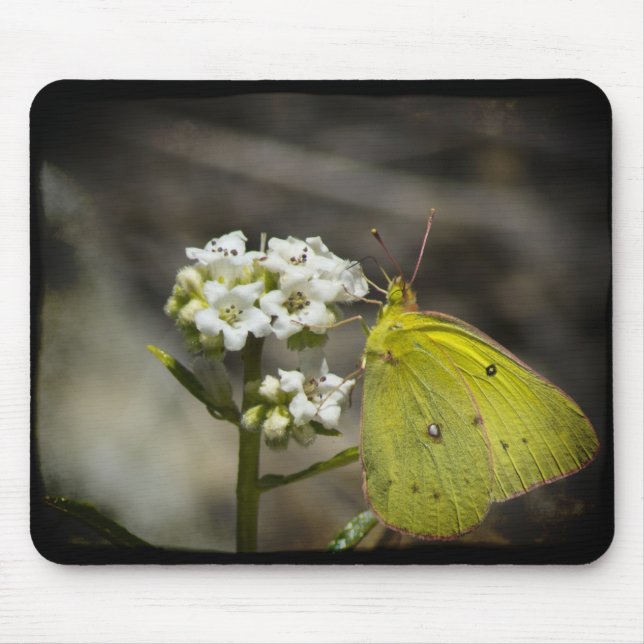 Gult Butterfly Musmatta (Framsidan)