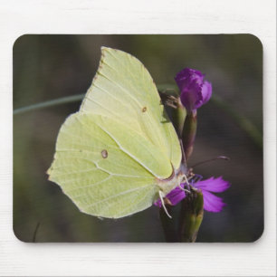 gult Butterfly Musmatta