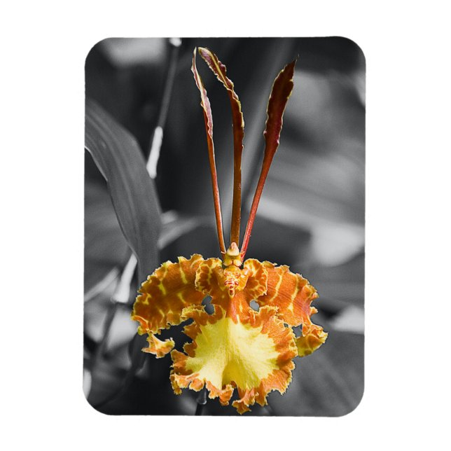 Gult Butterfly Orchid Flower Magnet (Vertikal)