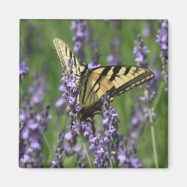 Gult Butterfly på Lavendar Magnet