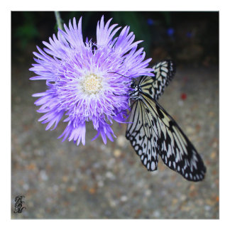 Gult Butterfly på Lila Flower Fototryck