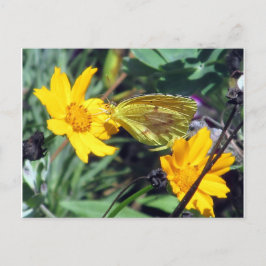 Gult Butterfly på Orange Flowers Vykort