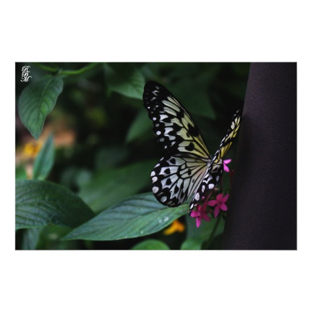 Gult Butterfly på Rosa Flowers Fototryck (Framsidan)