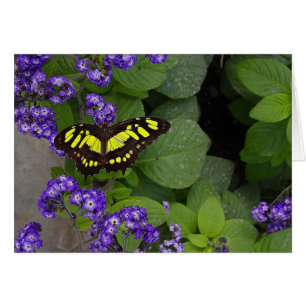 Gult Butterfly på Violet Flowers Skriv ut OBS Kort