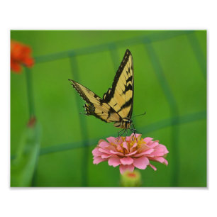 Gult Butterfly Photo Print Fototryck