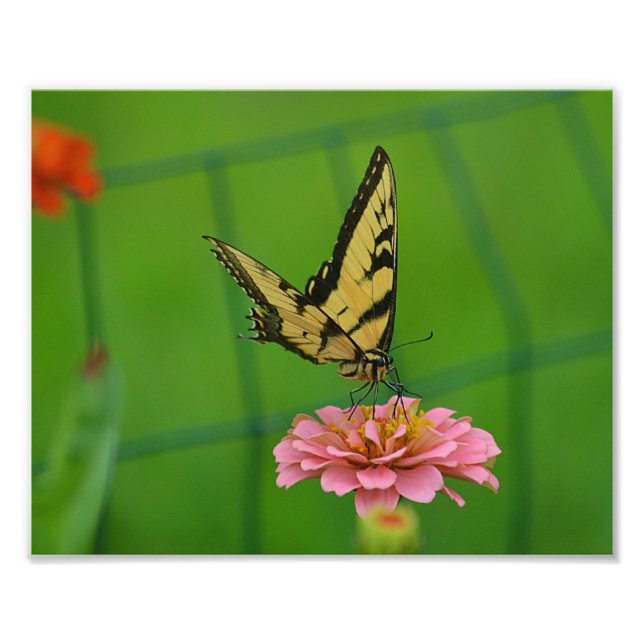 Gult Butterfly Photo Print Fototryck (Framsidan)
