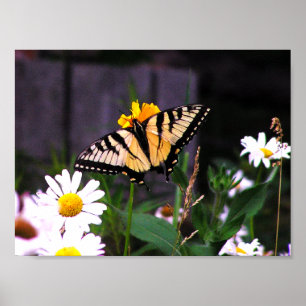 Gult Butterfly Poster