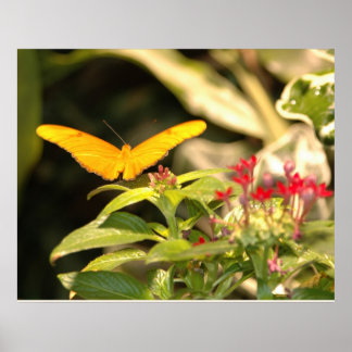 Gult Butterfly Poster