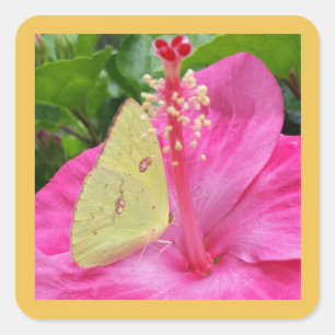 Gult Butterfly & Rosa Flower, kvadratdekal Fyrkantigt Klistermärke