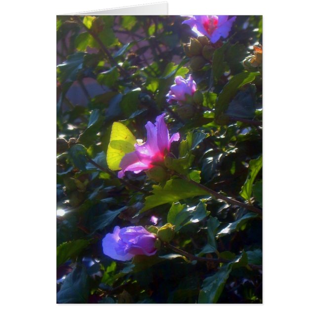 Gult Butterfly Rosa ros i Sharon Hälsningskort (Framsidan)