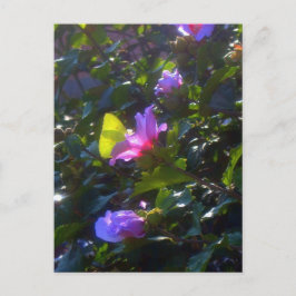 Gult Butterfly Rosa ros i Sharon Vykort