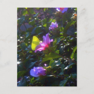 Gult Butterfly Rosa ros i Sharon Vykort