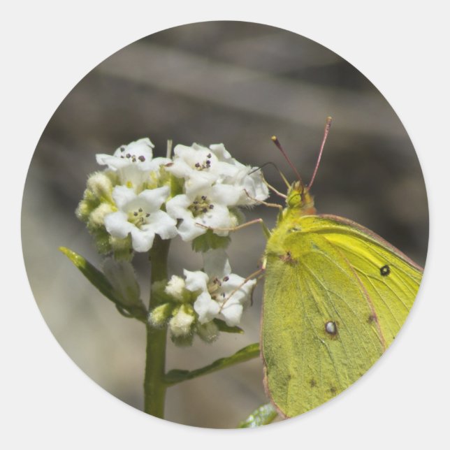 Gult Butterfly Runt Klistermärke (Framsida)