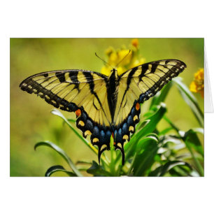 Gult Butterfly-skriptnummer 6:25 Hälsningskort