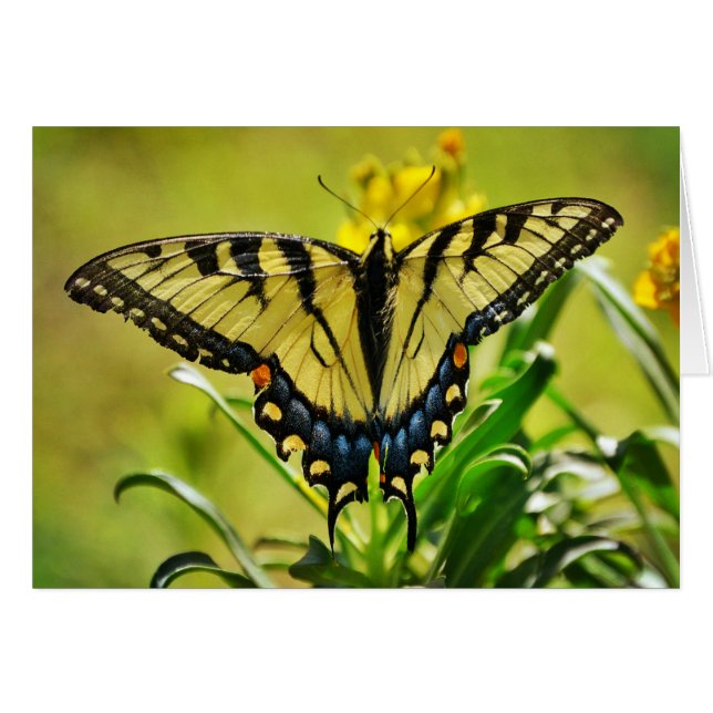 Gult Butterfly-skriptnummer 6:25 Hälsningskort (Framsidan Horizontal)