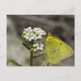 Gult Butterfly Vykort