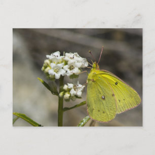 Gult Butterfly Vykort