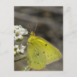 Gult Butterfly Vykort