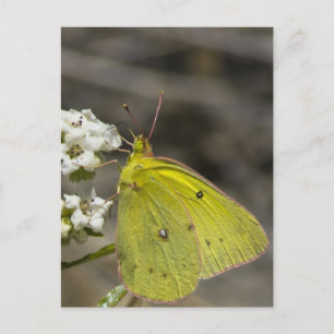 Gult Butterfly Vykort