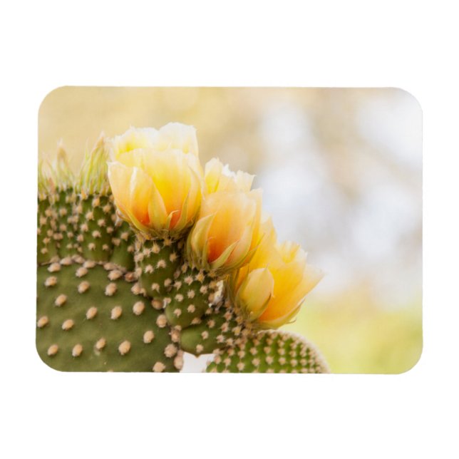 Gult cactum blomstrar i Arizona Magnet (Horisontell)