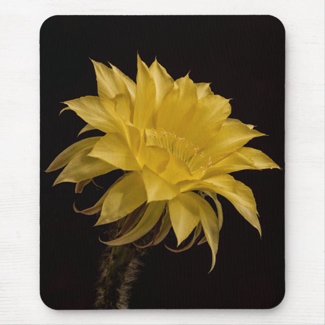 Gult cactus blomma musmatta (Framsidan)