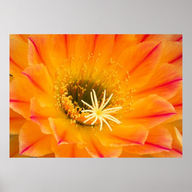 Gult Cactus Blommar Poster (Framsidan)