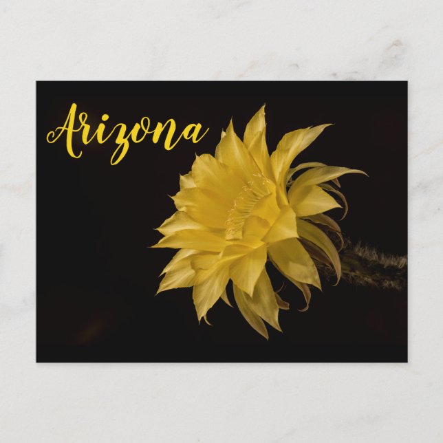 Gult cactus blomning, Arizona Vykort (Framsida)