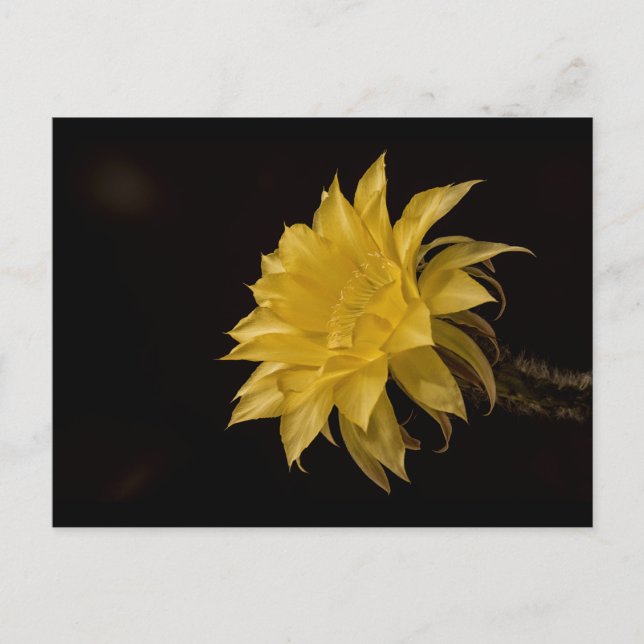Gult cactus blomning vykort (Framsida)
