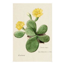 Gult Cactus Flower Botanical Art