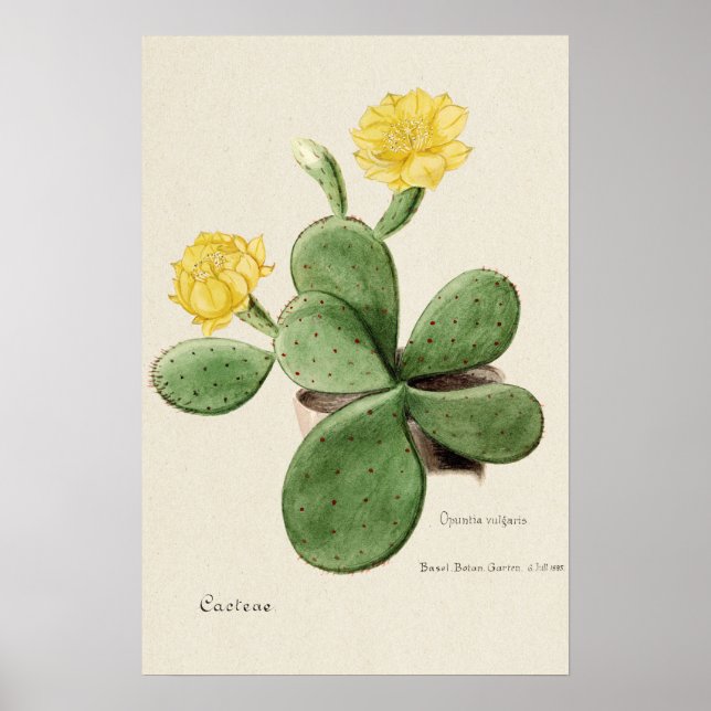 Gult Cactus Flower Botanical Art Poster (Framsidan)