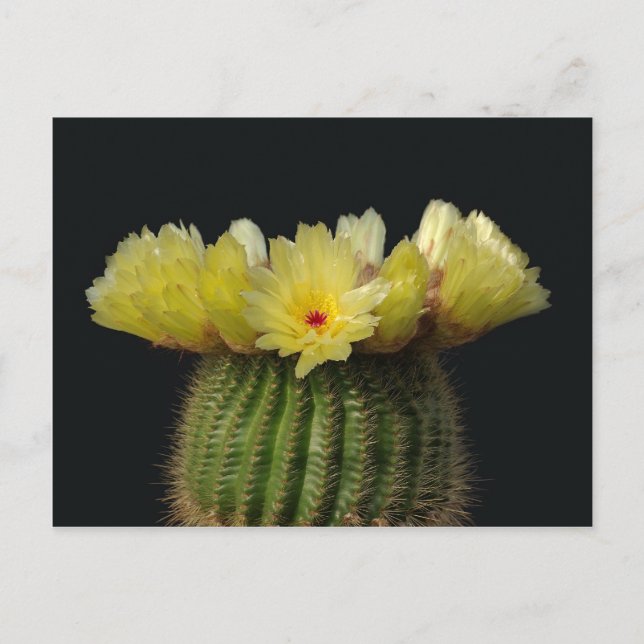 Gult Cactus Flower Vykort (Framsida)