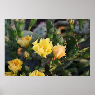 Gult Cactus Flowers Poster