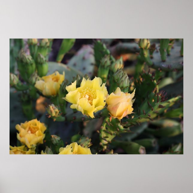 Gult Cactus Flowers Poster (Framsidan)