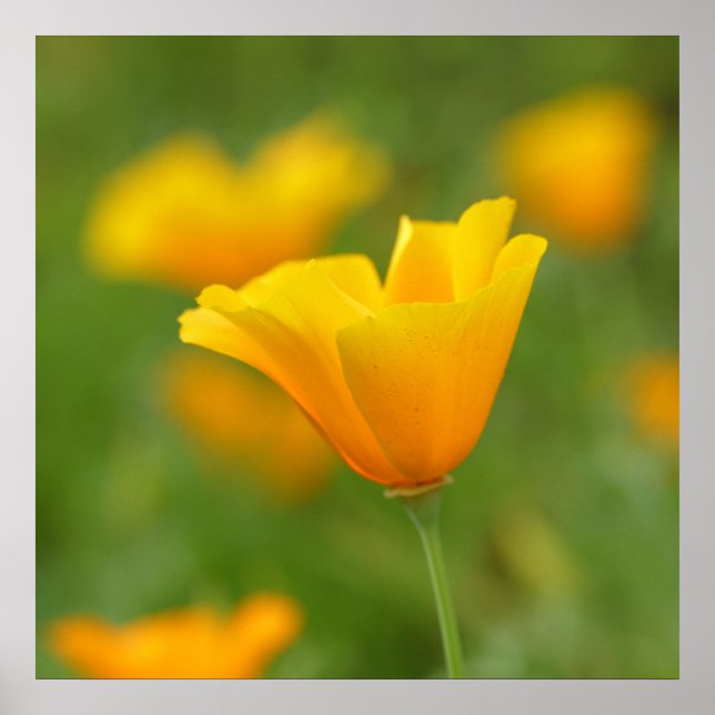 Gult California Poppy Poster (Framsidan)