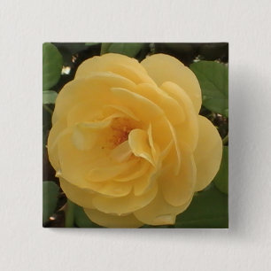 Gult Camellia-knapp Knapp