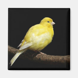 Gult Canary Magnet