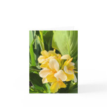 Gult Canna Lily i ett trädgårdsfoto