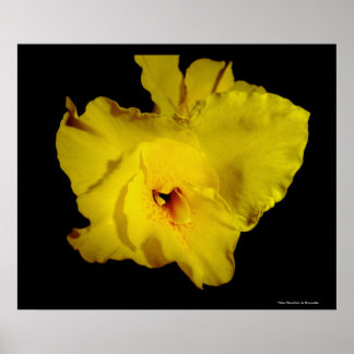 Gult Cannas Canna Lilies Flower Photo Poster