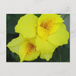 Gult Cannas Canna Lilies Flower Photo Vykort