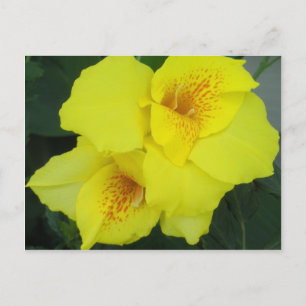 Gult Cannas Canna Lilies Flower Photo Vykort