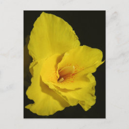 Gult Cannas Canna Lilies Flower Photo Vykort