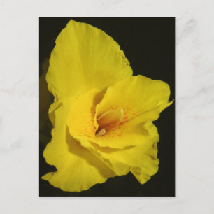 Gult Cannas Canna Lilies Flower Photo Vykort