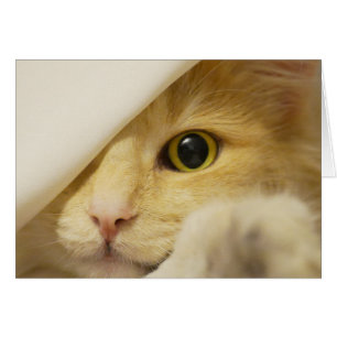 Gult Cat Peekout Hälsningskort