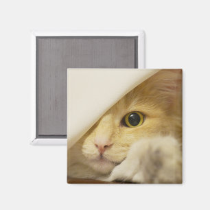 Gult Cat Peekout Magnet