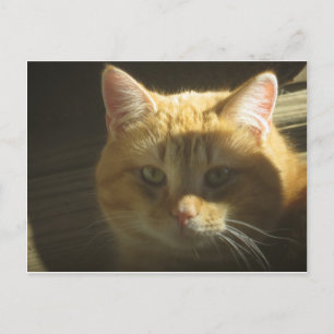 Gult Cat Porträtt Vykort