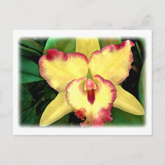 Gult Cattleya Orchid med Red Ruffle Vykort (Framsida)