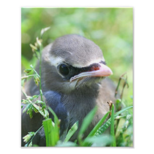 Gult Cedar Waxwing Fledgling Bird 8x10 Fototryck