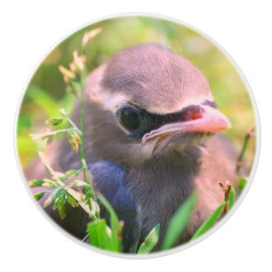 Gult Cedar Waxwing Fledgling Bird   Knopp