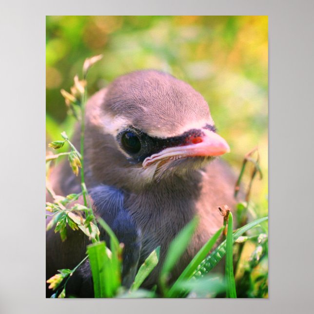 Gult Cedar Waxwing Fledgling Bird Poster (Framsidan)